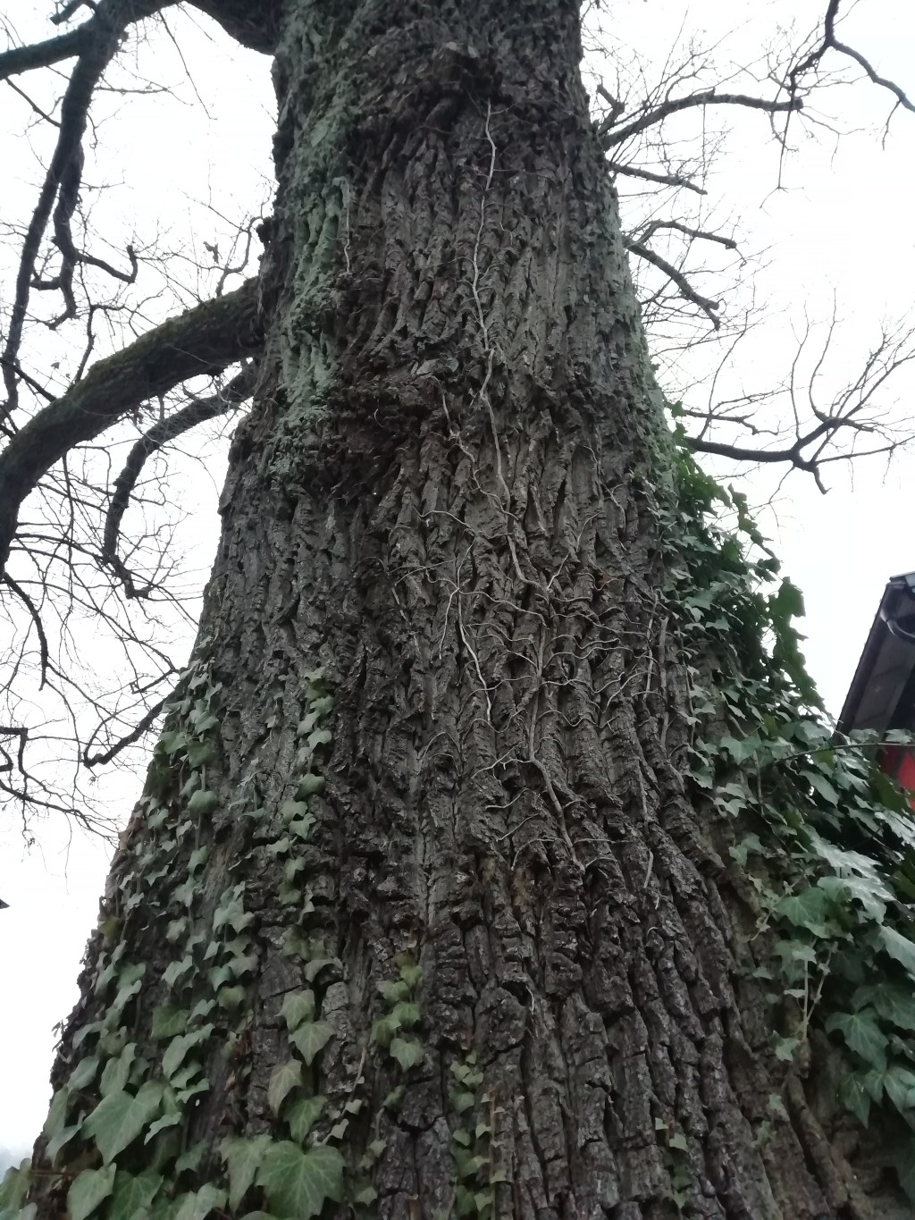 Cómo sembrar tus semillas, explicado por un&nbsp;árbol.